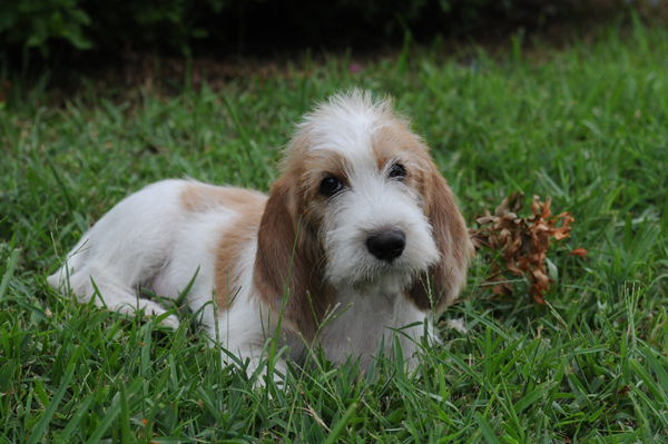 PBGV pup